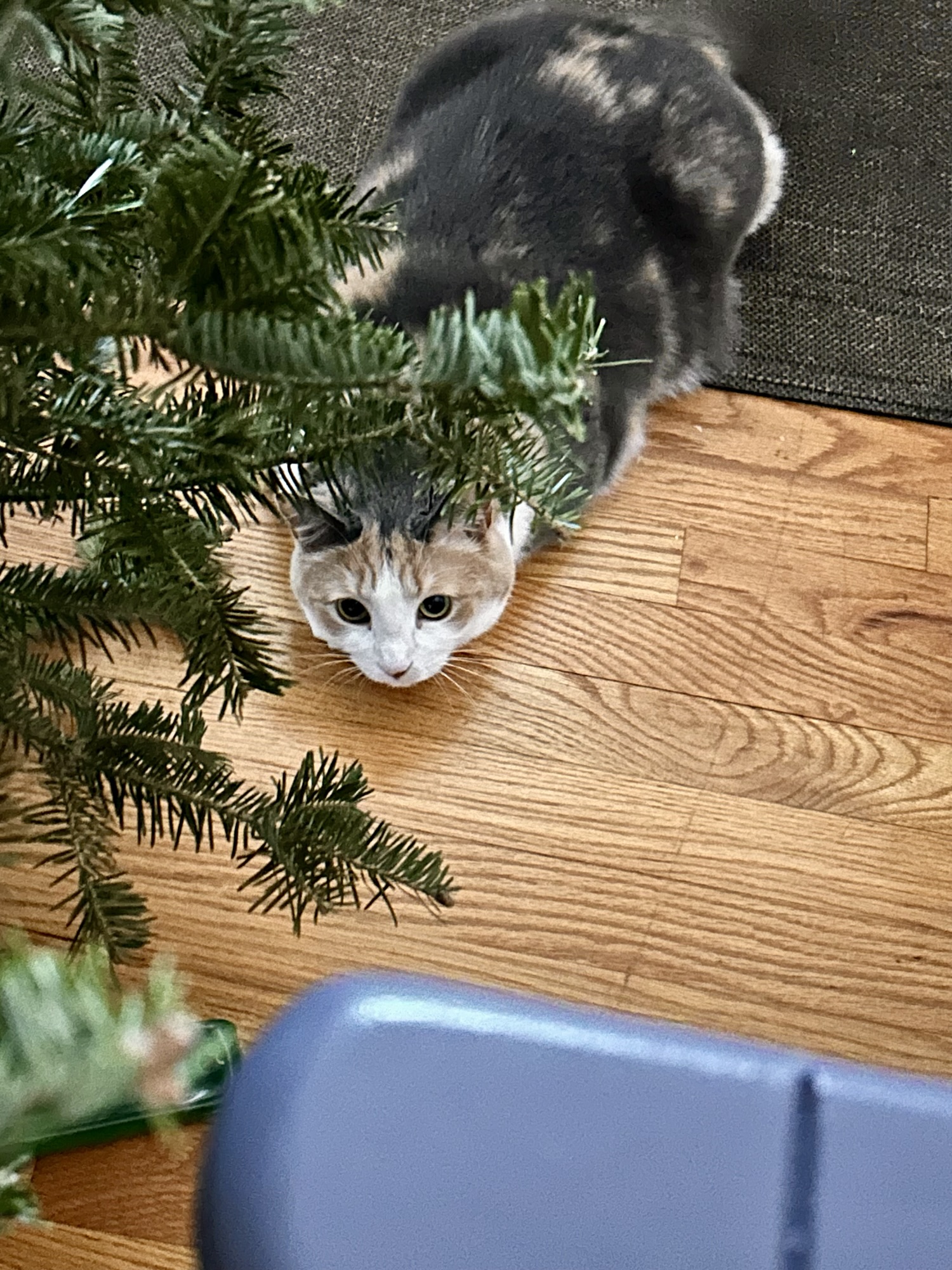 cat by tree.