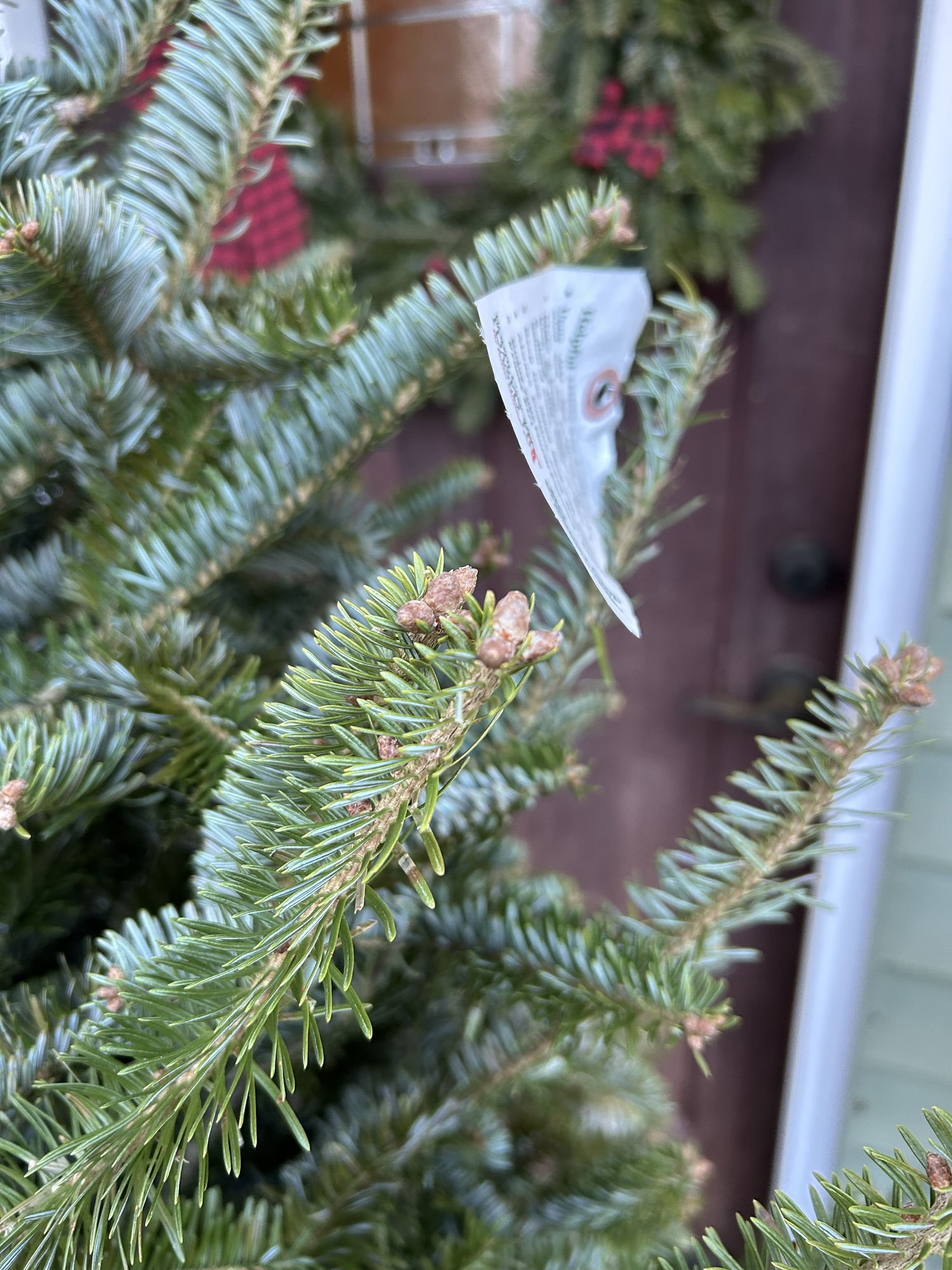 Christmas tree tag.